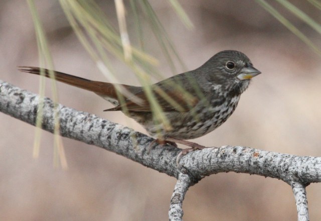 Fox Sparrow (