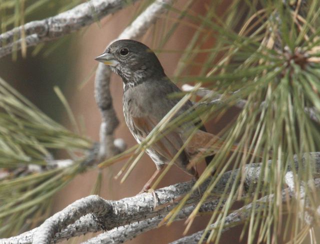 Fox Sparrow (