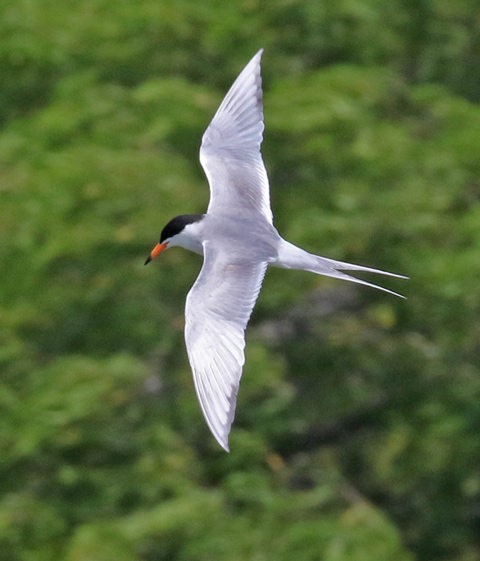 Forster's Tern