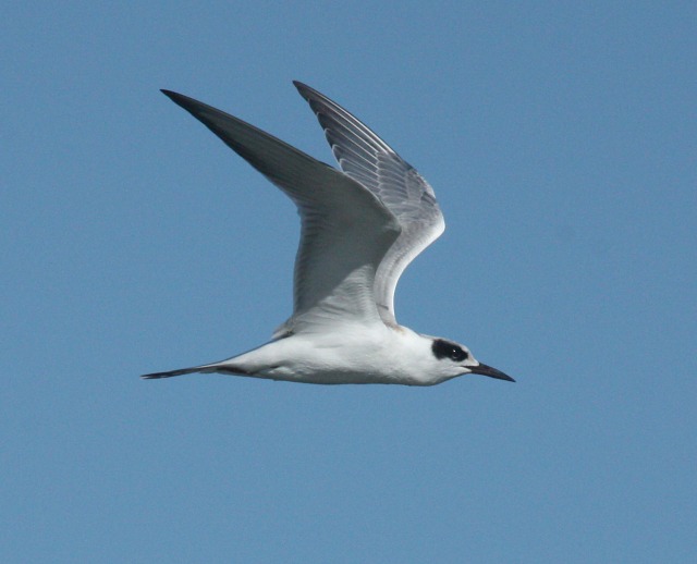 Forster's Tern Photo 2