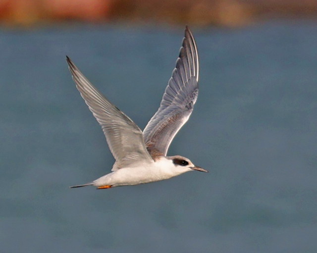 Forster's Tern (juvenile in flight)