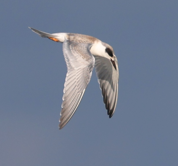 Forster's Tern (juvenile in flight)