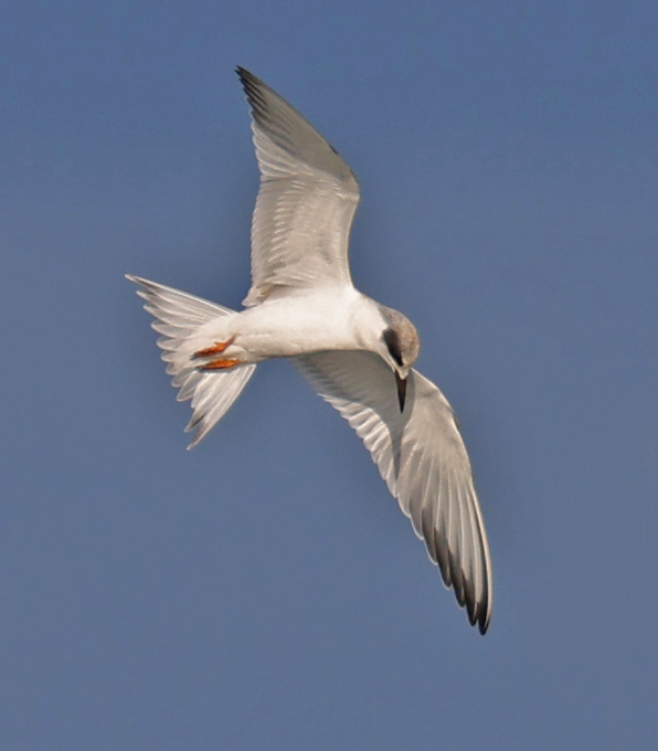 Forster's Tern (juvenile in flight)