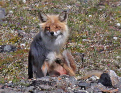 Red Fox
