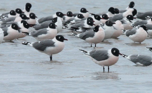 Franklin's Gull (adult) Agassiz NWR, Minnesota Photo 2