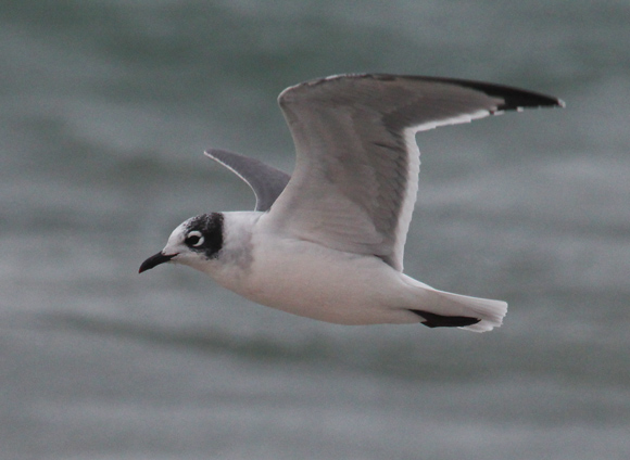 Franklin's Gull (nonbreeding adult in flight)