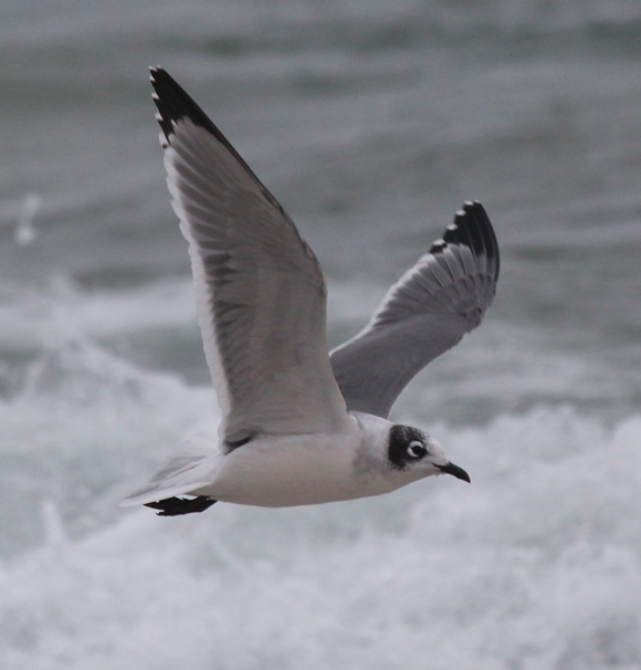 Franklin's Gull (nonbreeding adult in flight)