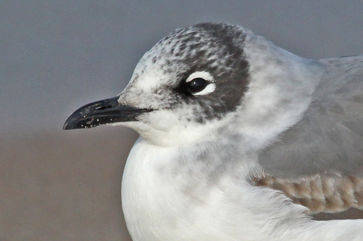 Franklin's Gull (1st cycle)
