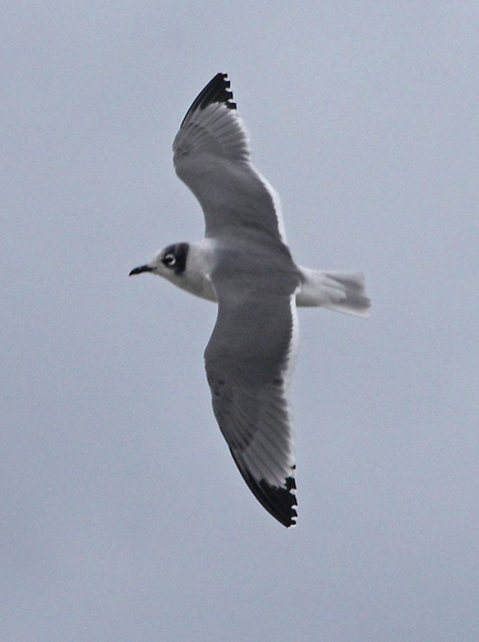 Franklin's Gull (nonbreeding adult in flight)