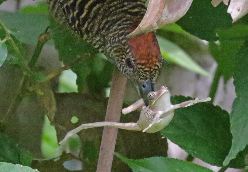 Fasciated Antshrike