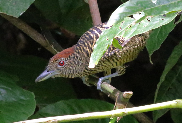 Fasciated Antshrike