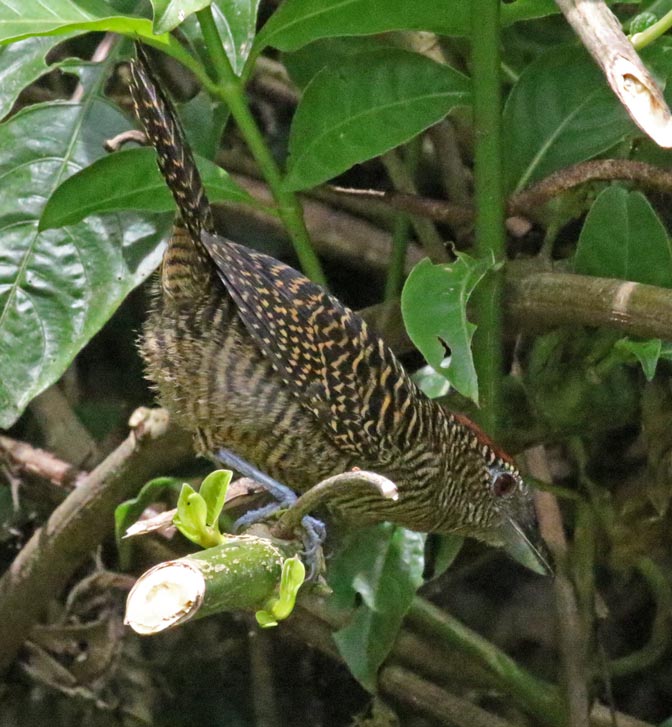 Fasciated Antshrike