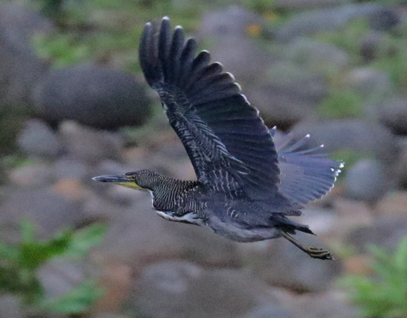 Fasciateded Tiger-heron