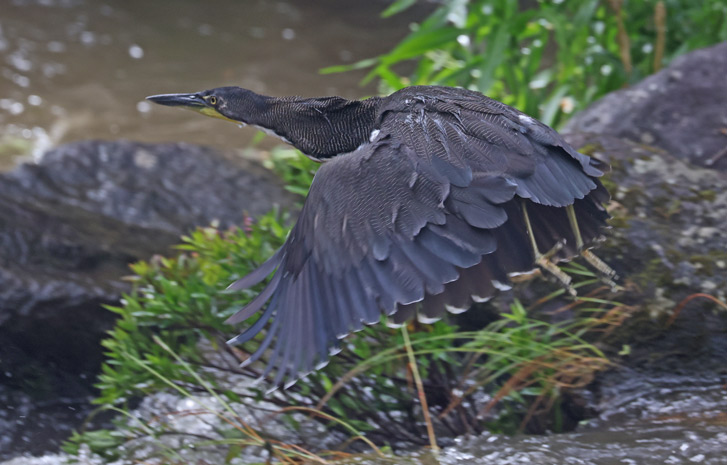 Fasciated Tiger-heron