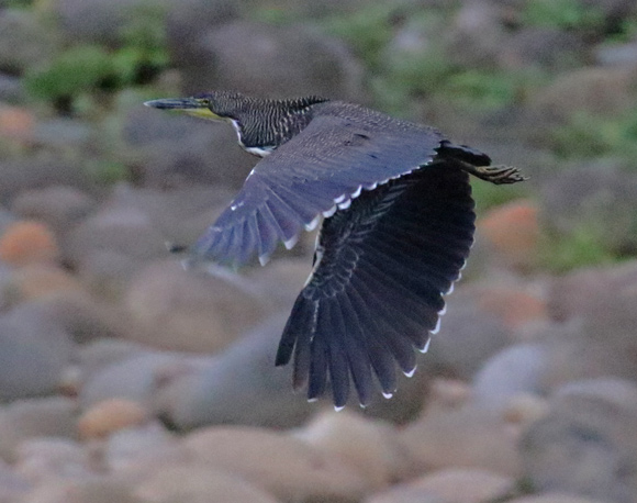 Fasciateded Tiger-heron