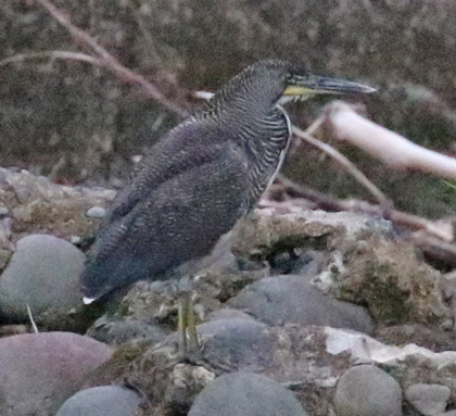 Fasciateded Tiger-heron