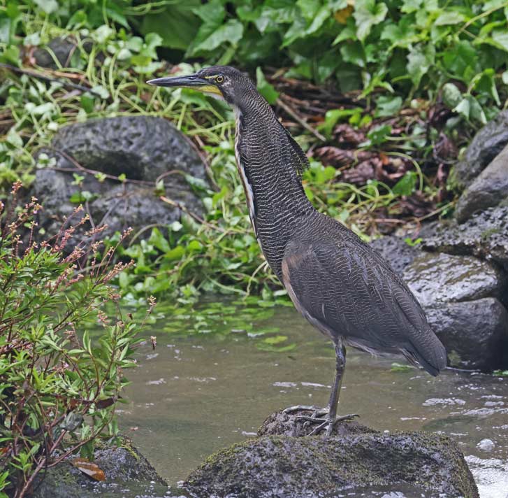 Fasciated Tiger-heron