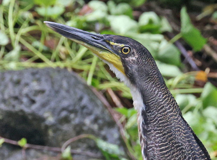 Fasciated Tiger-heron