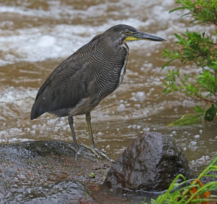 Fasciated Tiger-heron