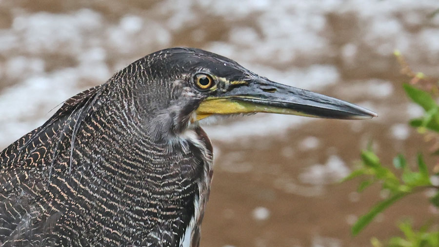 Fasciated Tiger-heron
