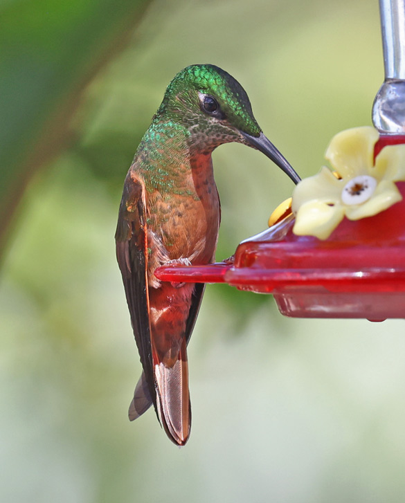 Fawn-breasted Brilliant