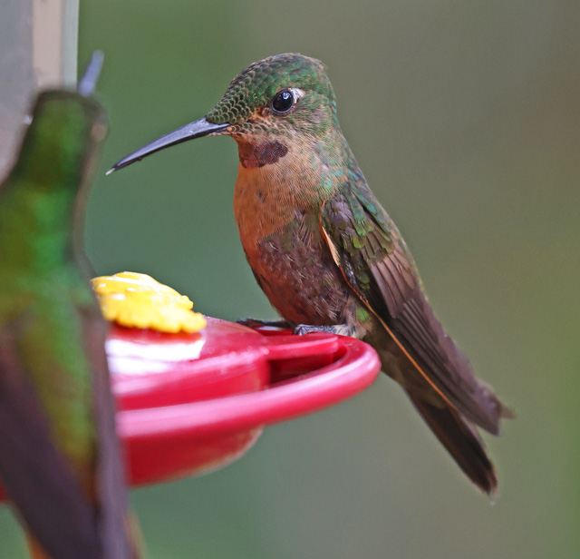 Fawn-breasted Brilliant