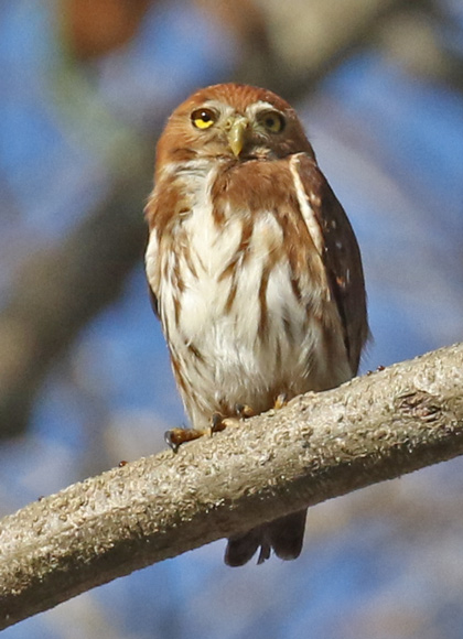 Ferruginous Pygmy-owl