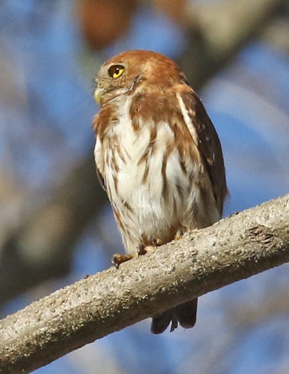 Ferruginous Pygmy-owl