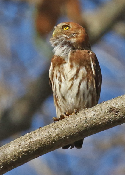 Ferruginous Pygmy-owl