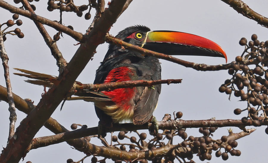 Fiery-billed Aracari