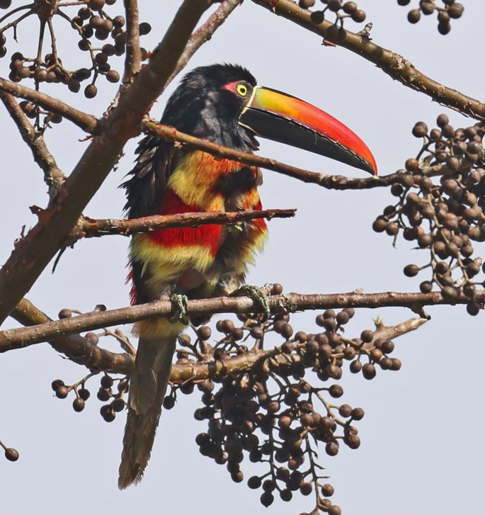 Fiery-billed Aracari