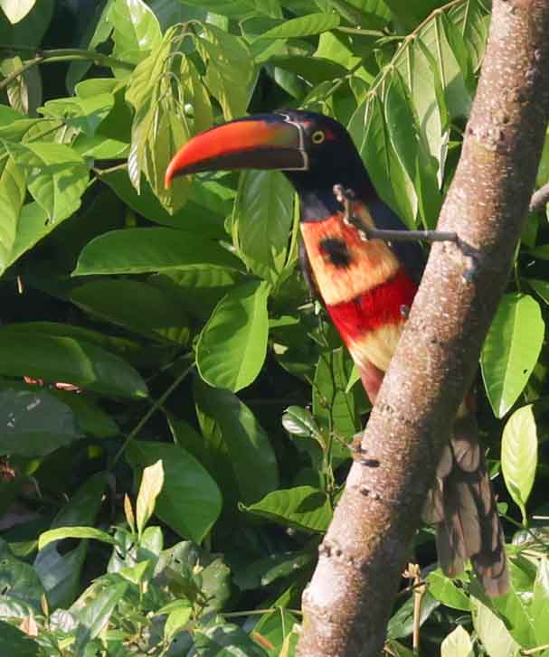 Fiery-billed Aracari