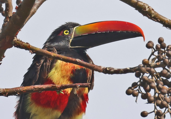 Fiery-billed Aracari