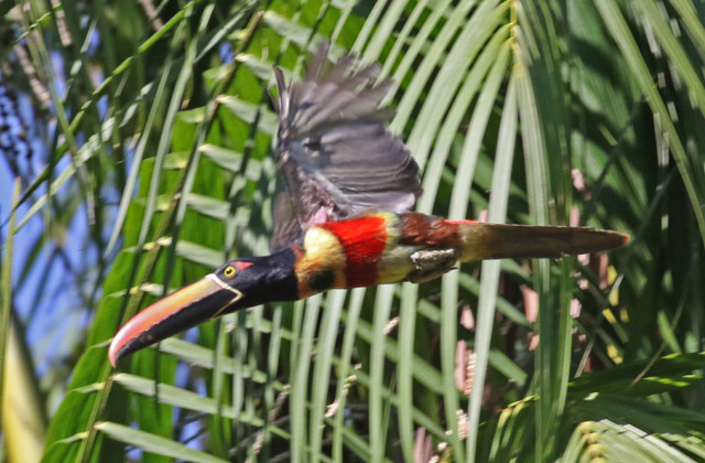 Fiery-billed Aracari