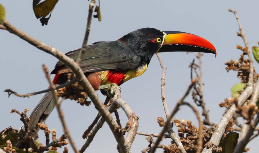 Fiery-billed Aracari