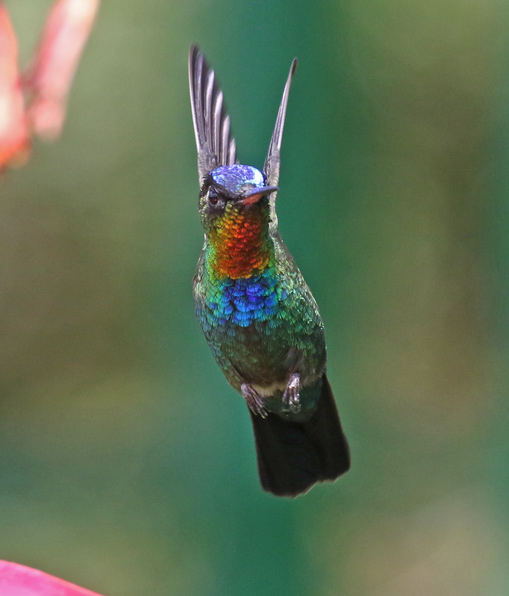 Fiery-throated Hummingbird