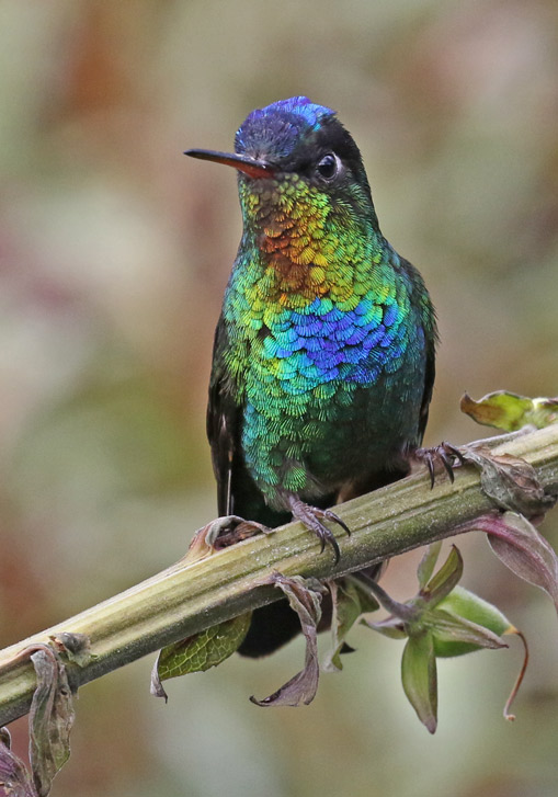 Fiery-throated Hummingbird