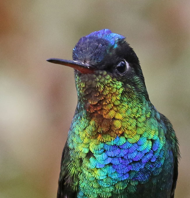 Fiery-throated Hummingbird