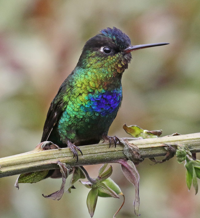 Fiery-throated Hummingbird