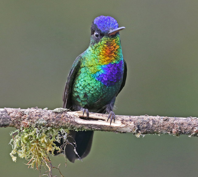 Fiery-throated Hummingbird