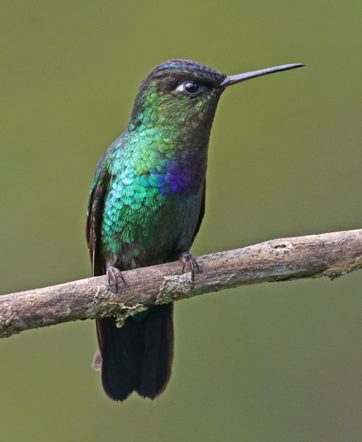 Fiery-throated Hummingbird