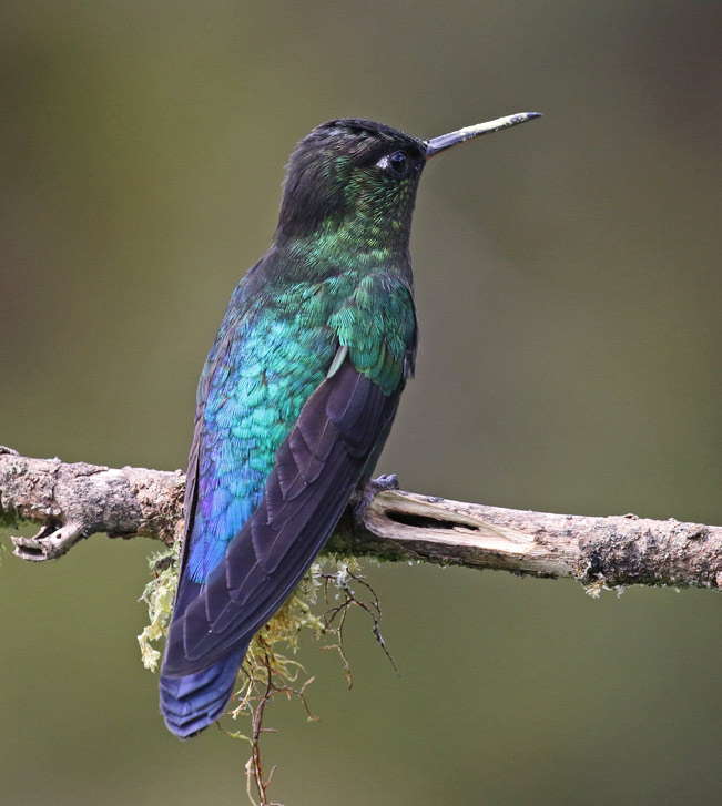 Fiery-throated Hummingbird