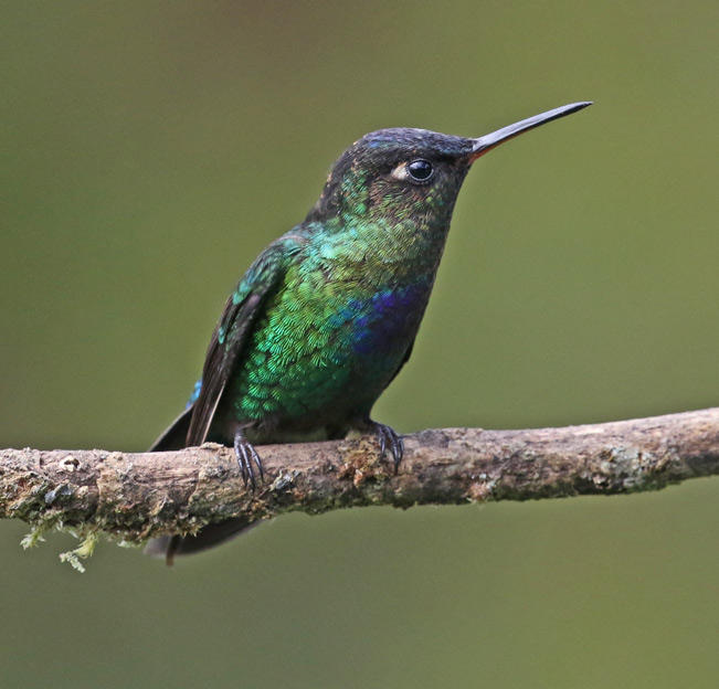 Fiery-throated Hummingbird