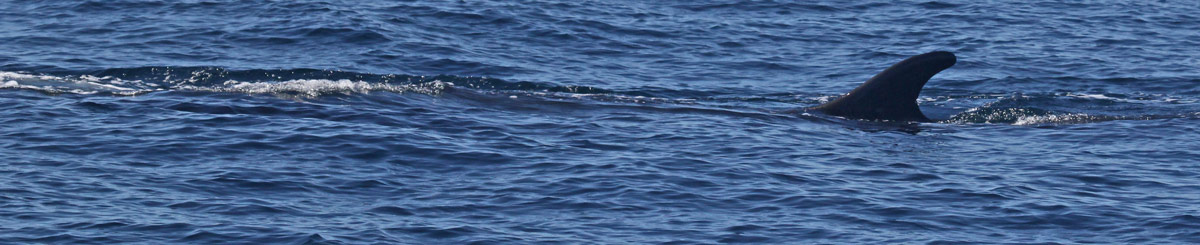 Fin Whale