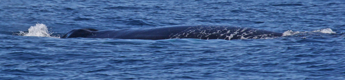 Fin Whale
