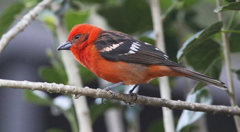 Flame-colored Tanager