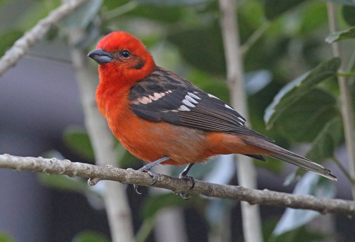 Flame-colored Tanager