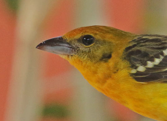 Flame-colored Tanager
