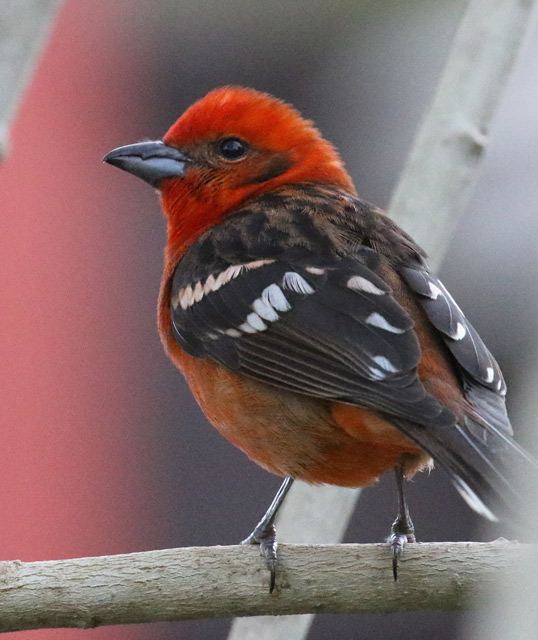 Flame-colored Tanager