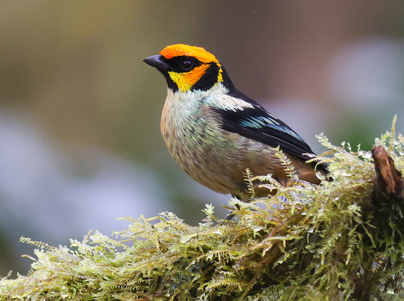 Flame-faced Tanager